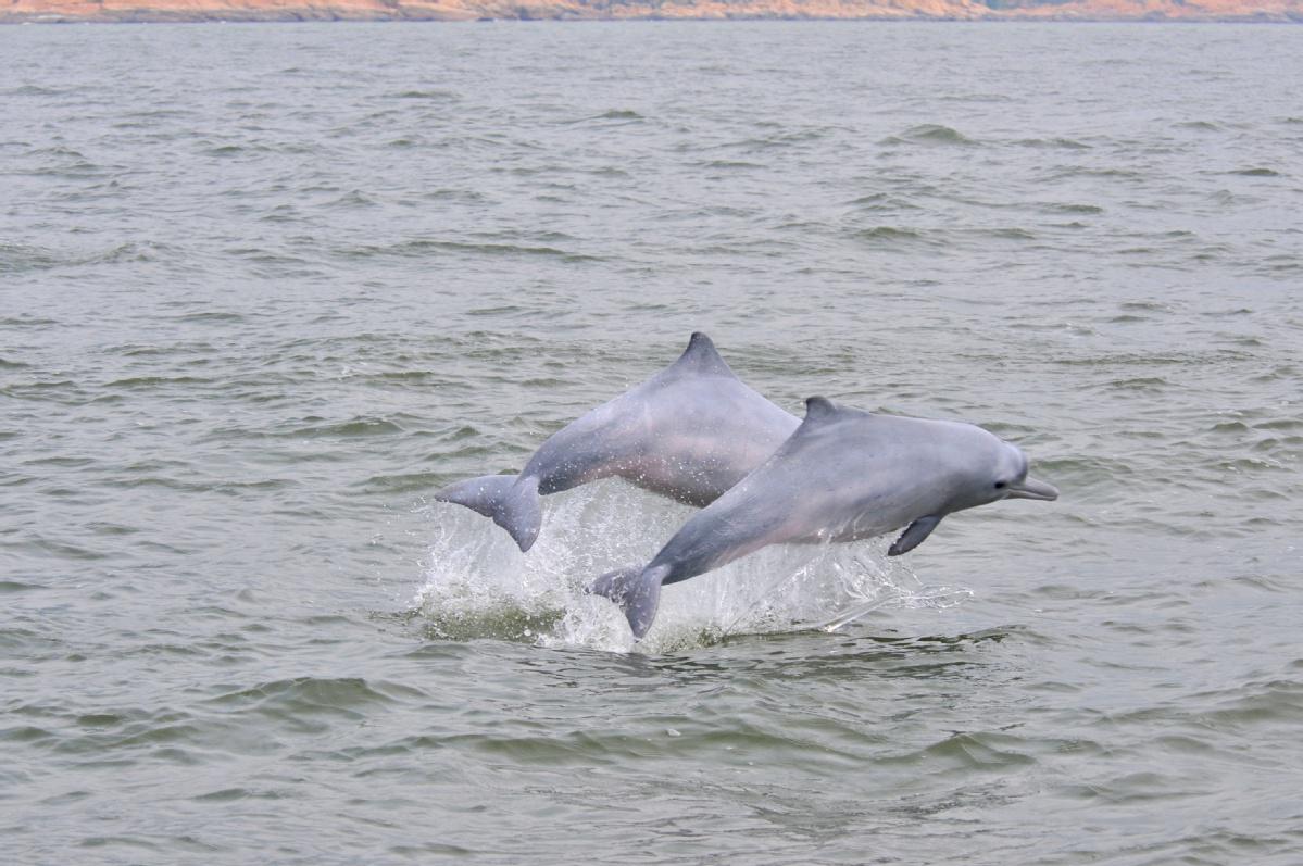 Delfín Blanco - Foto: ChinaDaily