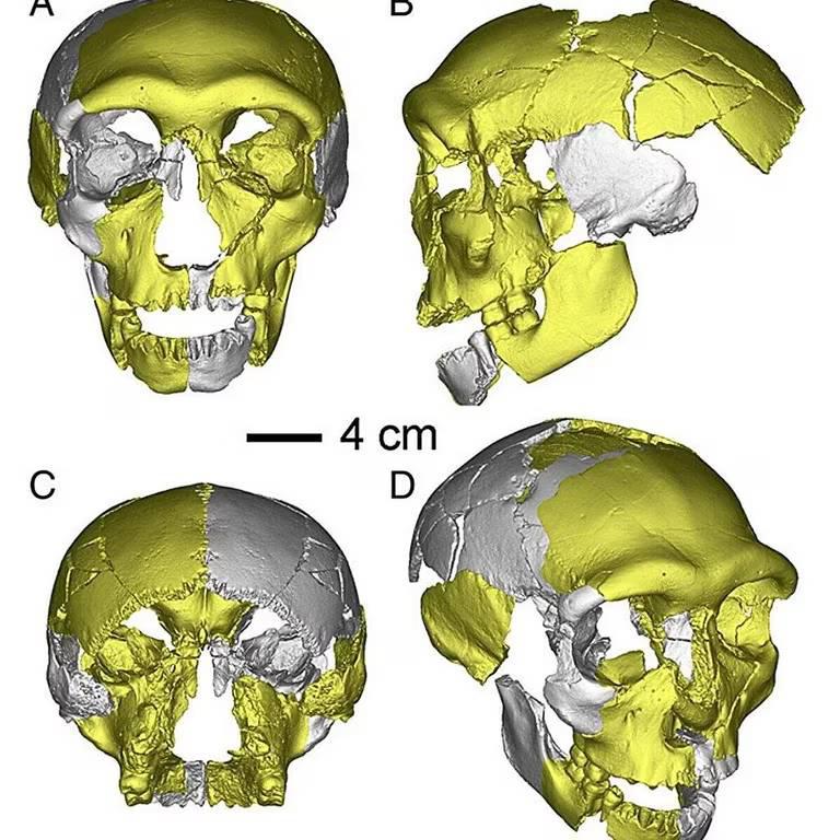 Journal of Human Evolution.