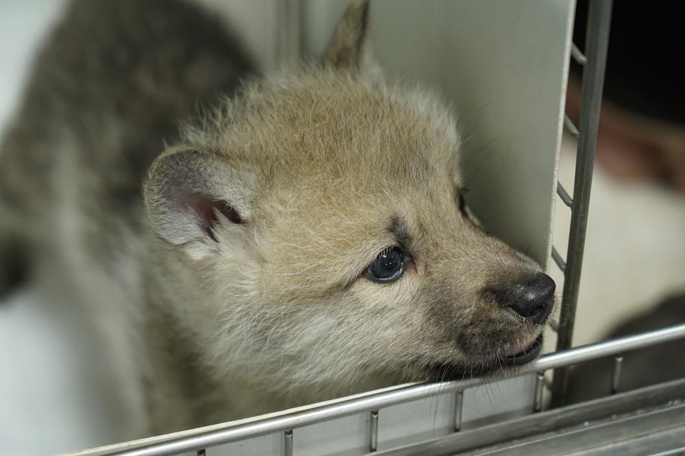 Logran clonar a un lobo salvaje ártico (Foto: Sinogene Biotechnology Co)