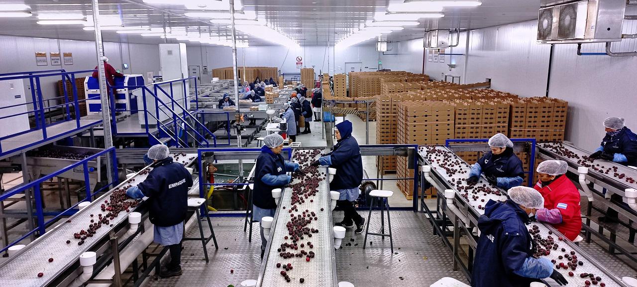 Cerezas (Foto: Argentina.gob)