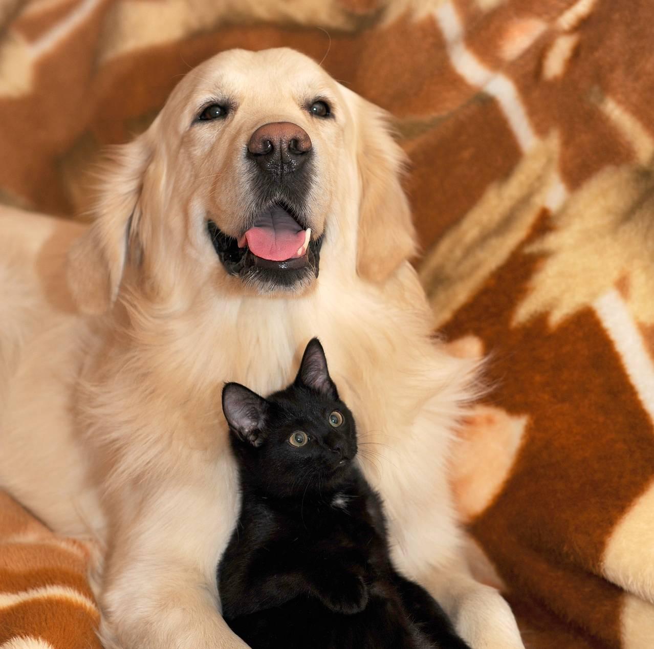 Mascotas en China. (Foto: Pixabay)