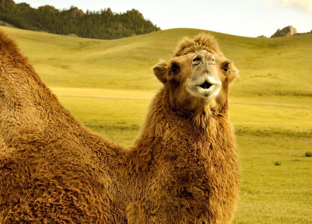 Camello bactrino. Foto Pixabay