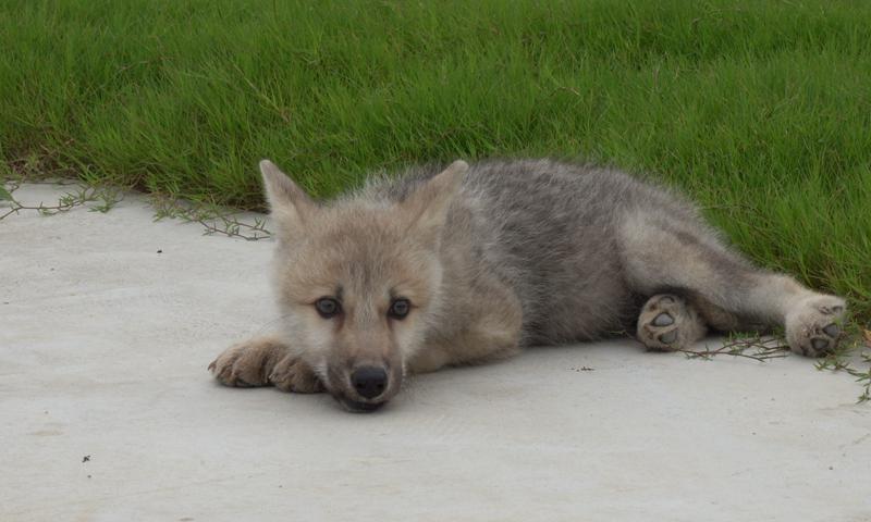 Logran clonar a un lobo salvaje ártico (Foto: Sinogene Biotechnology Co)