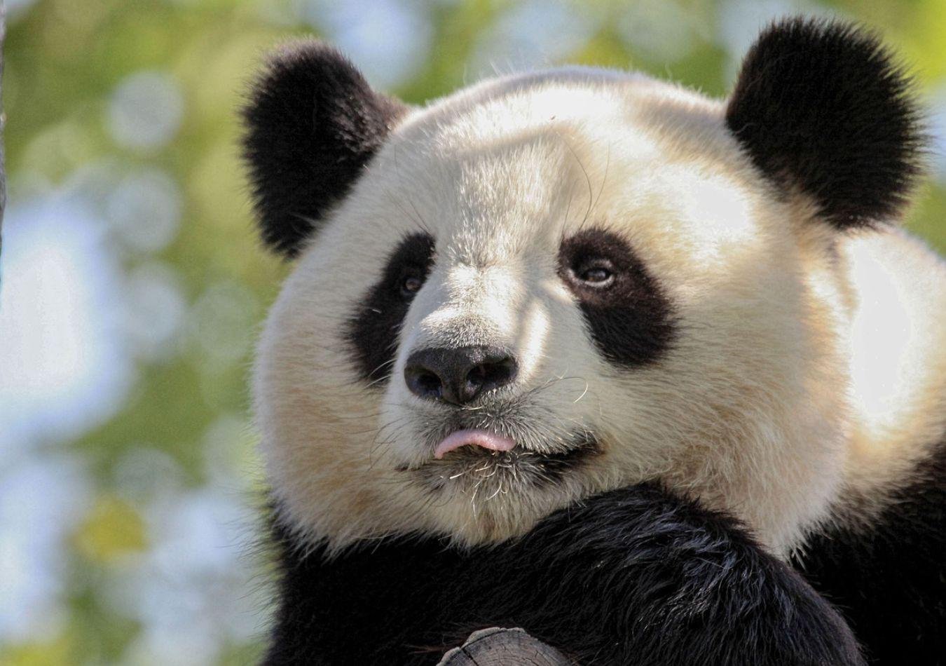 Panda (Foto: Pixabay)