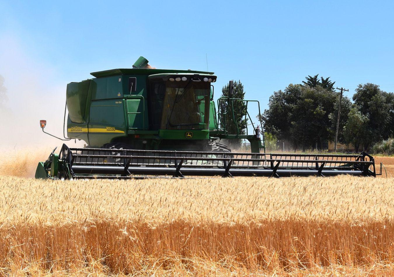 Trigo Imagen ilustrativa (Foto: Pixabay)