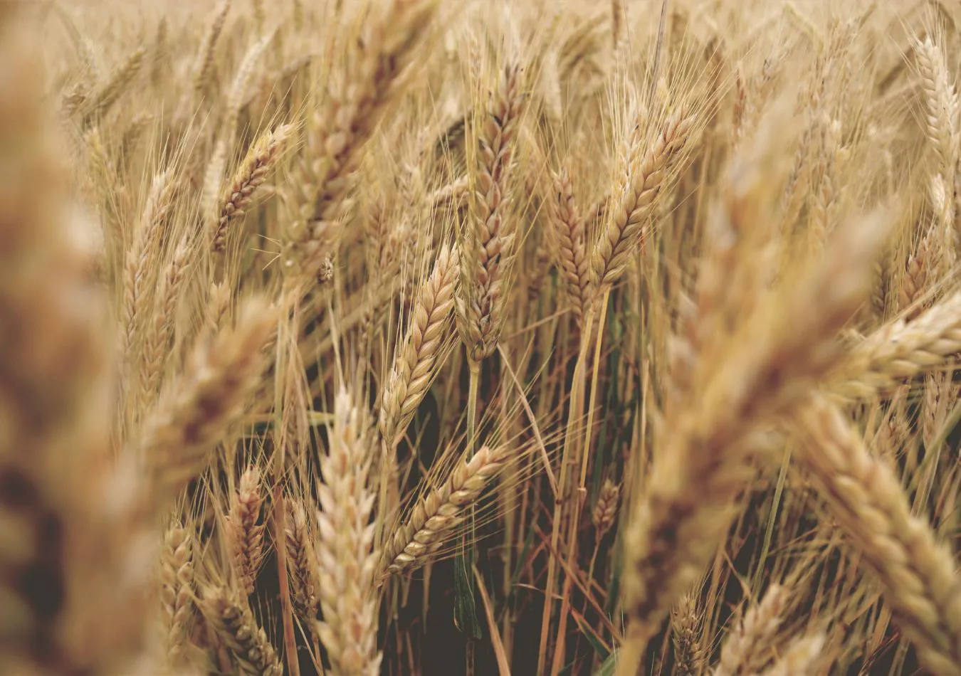 Trigo - Imagen ilustrativa (Foto: Canva)