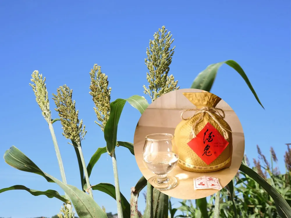 Cami - 2026-02-02T125248.525