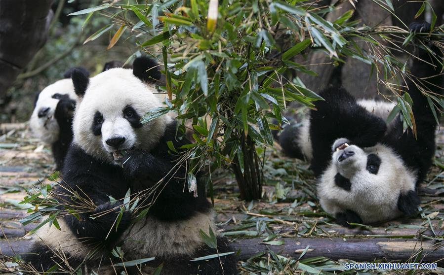 Pandas jugando en Chengdu, Sichuan. (Foto: Xinhua)