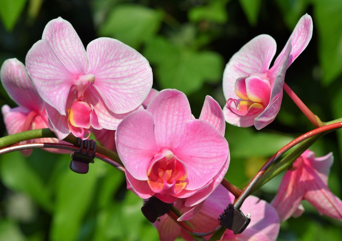 orquídea - Imagen ilustrativa (Foto: Pixbay)