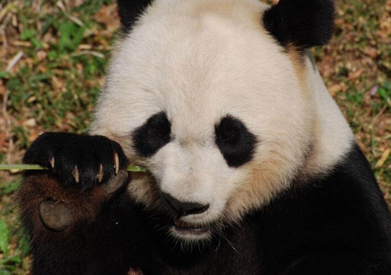 Panda (Foto: Freepik)
