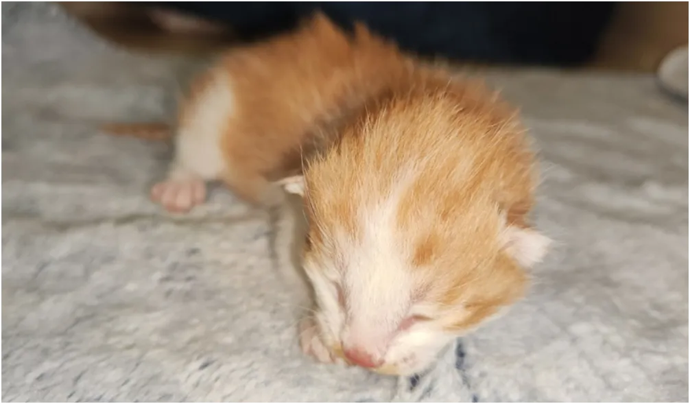 Captura de pantalla 2024-10-21 210459