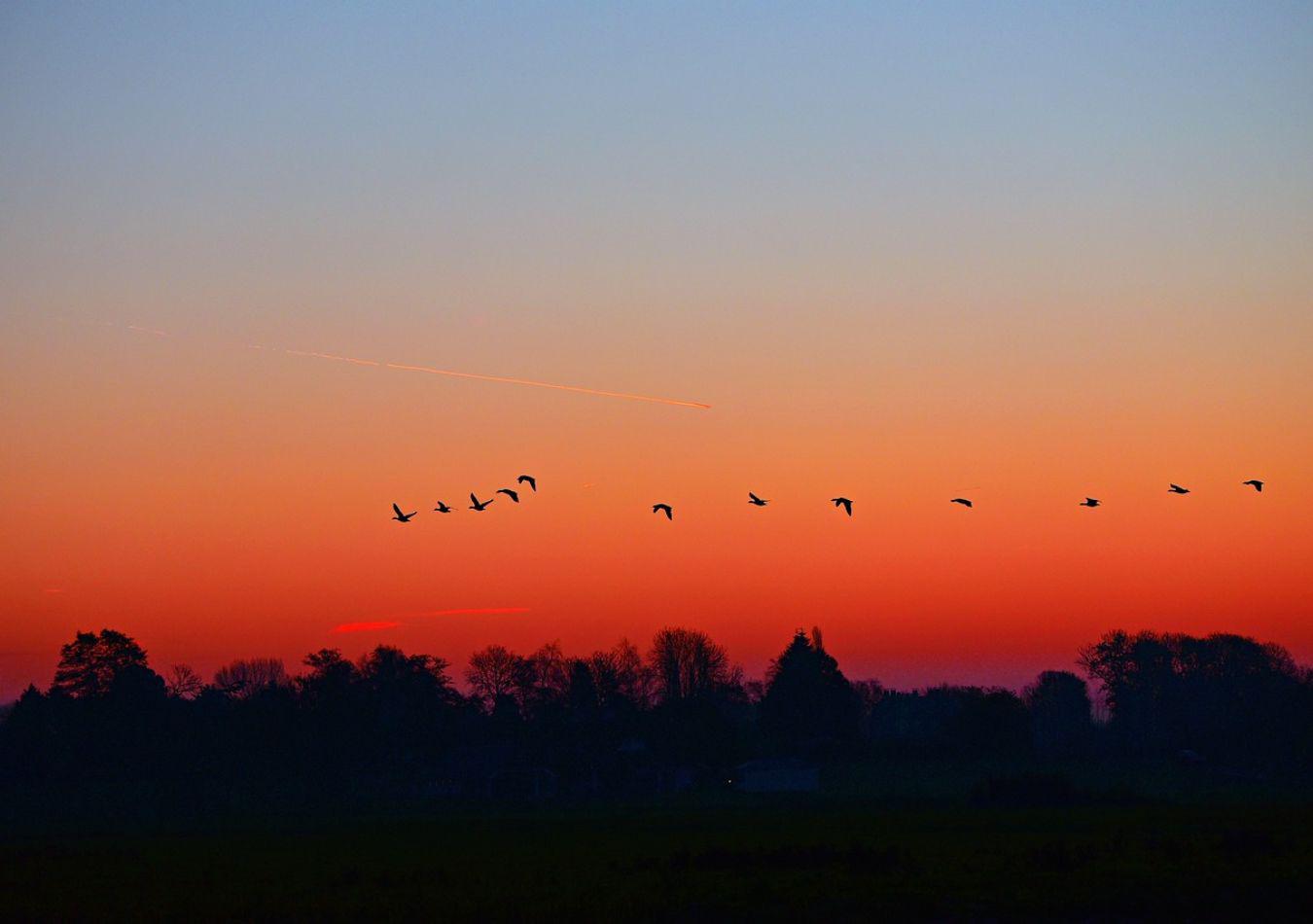 Aves - Imagen ilustrativa (Foto: Pixabay)