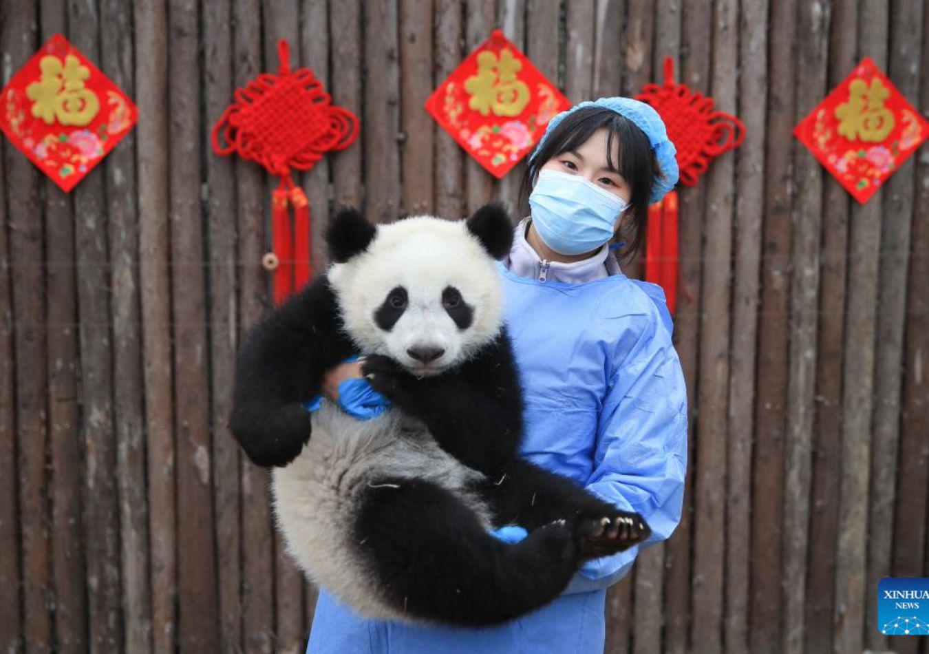 Cachorro de panda en la celebración del Año Nuevo Chino. (Foto: Xinhua)