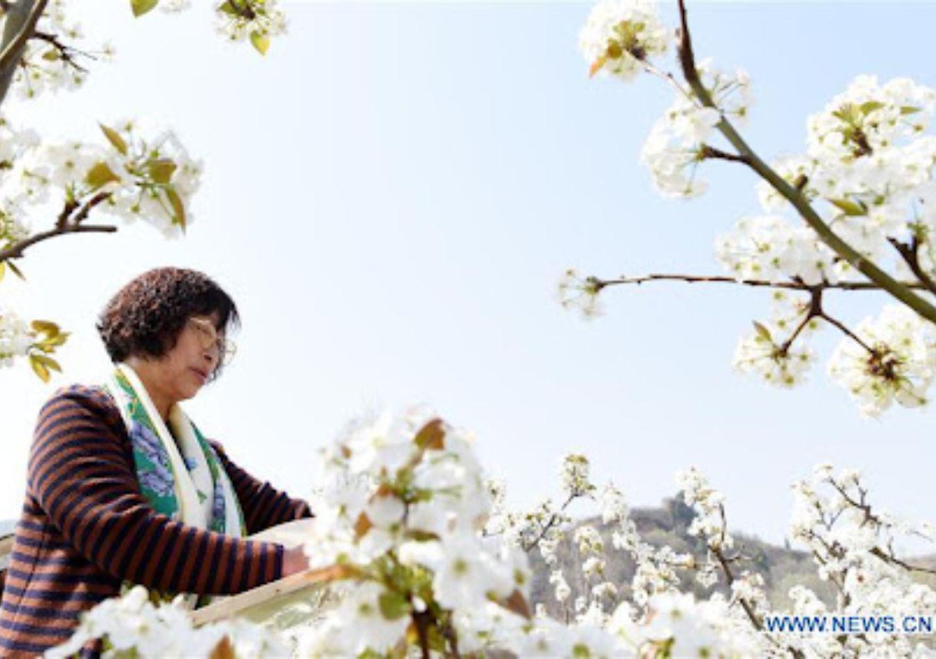 Qingming (Foto: Xinhua)