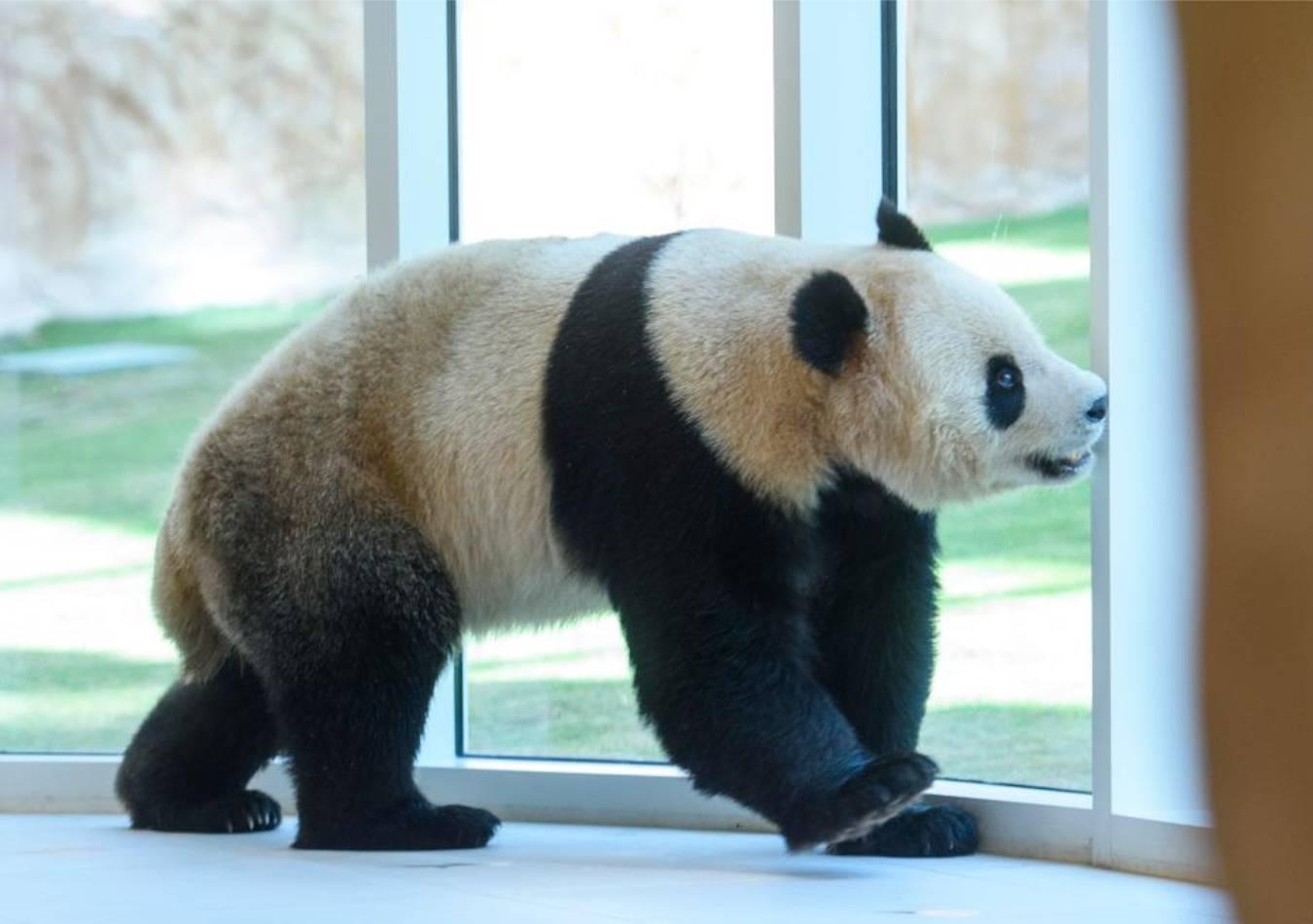 Pandas gigantes llegan a Qatar. (Foto: Xinhua)