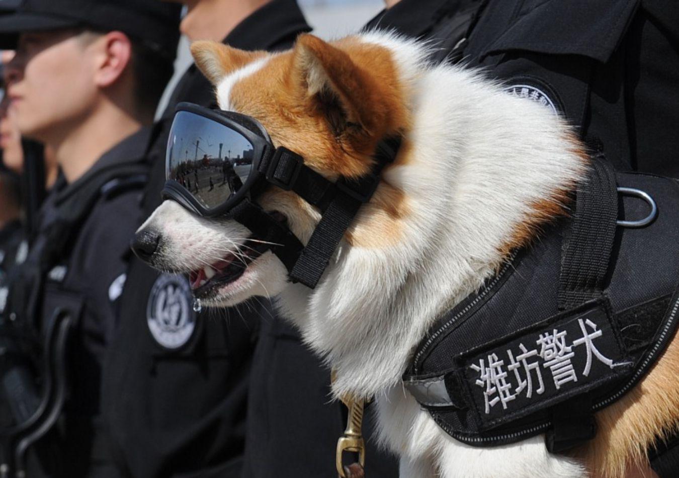 Primer perro Corgi policía (Foto: CGTN)