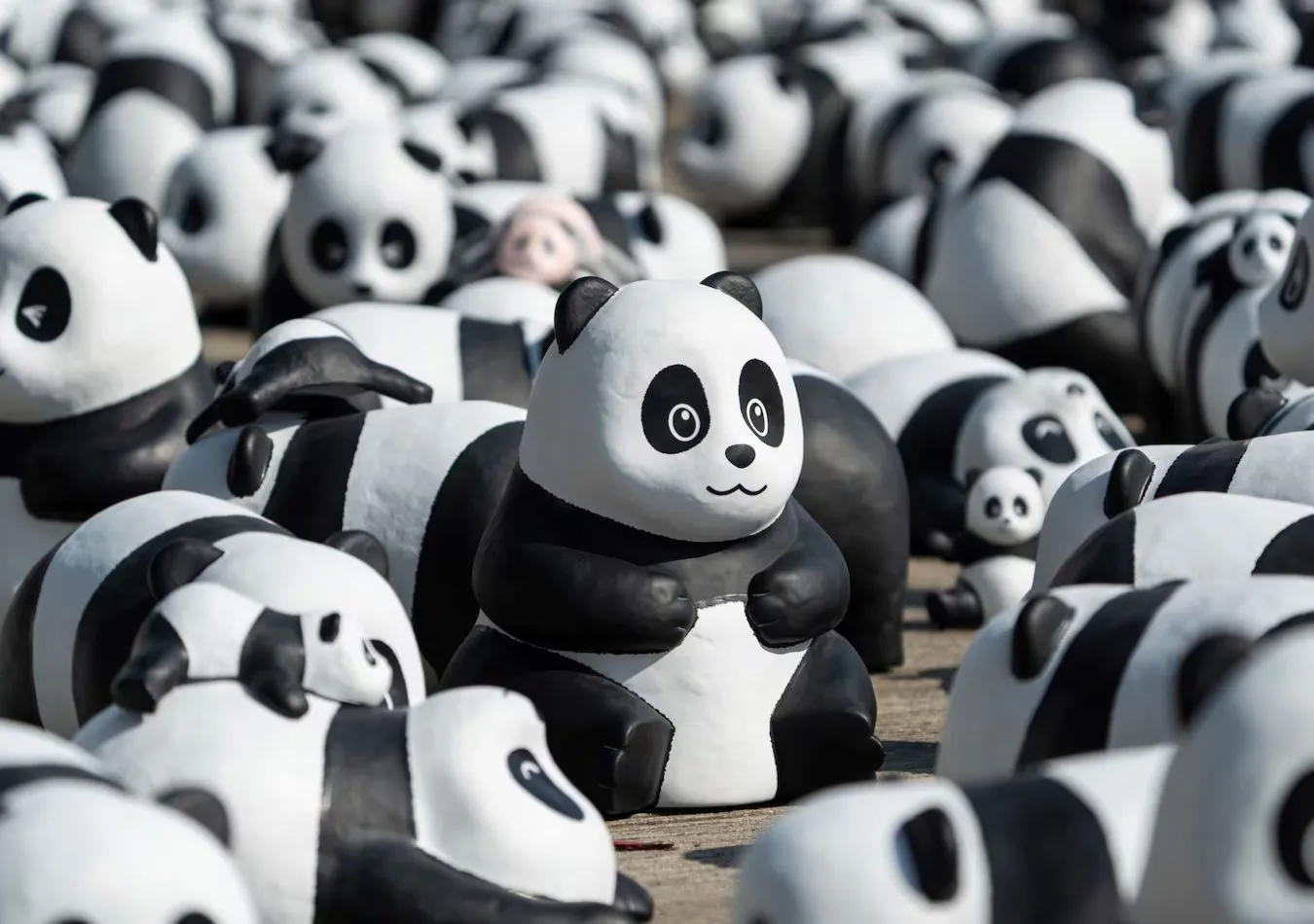 Pandas Hong Kong (Foto: AP)