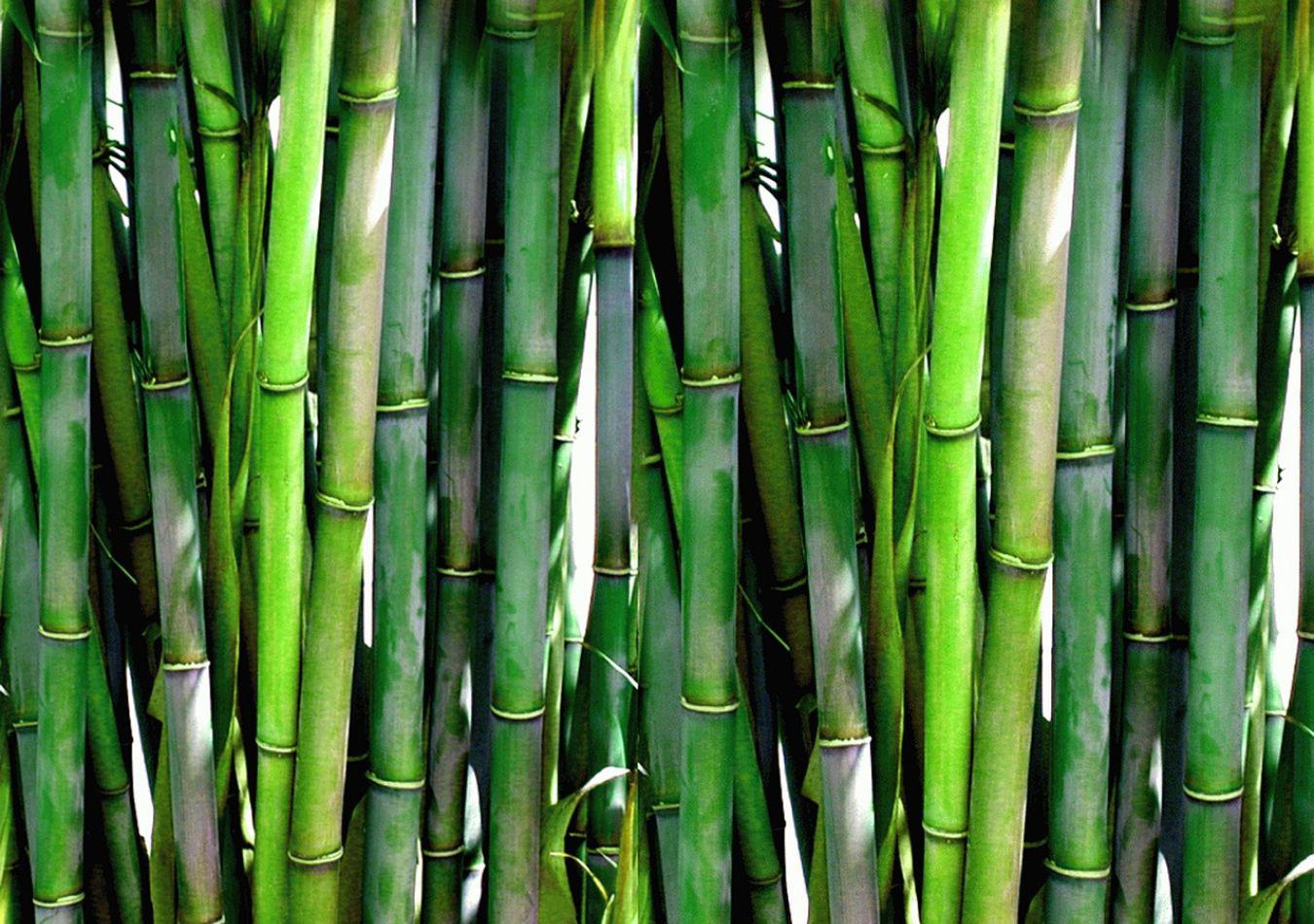 Bambú - Imagen ilustrativa (Foto: Pixabay)