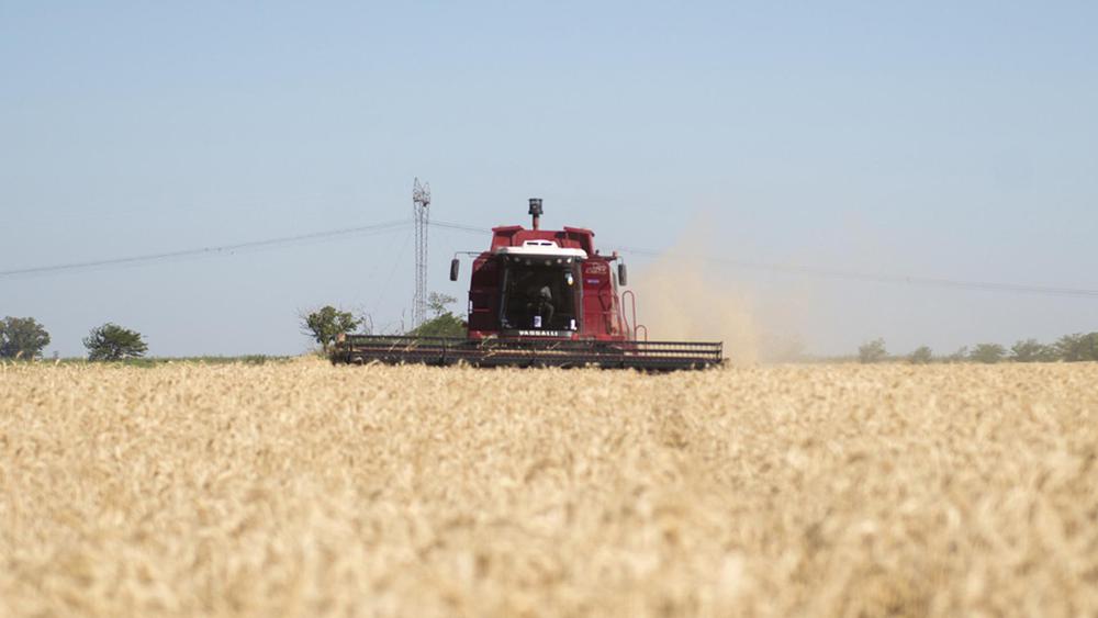 Trigo. (Foto: Argentina.gob.ar)