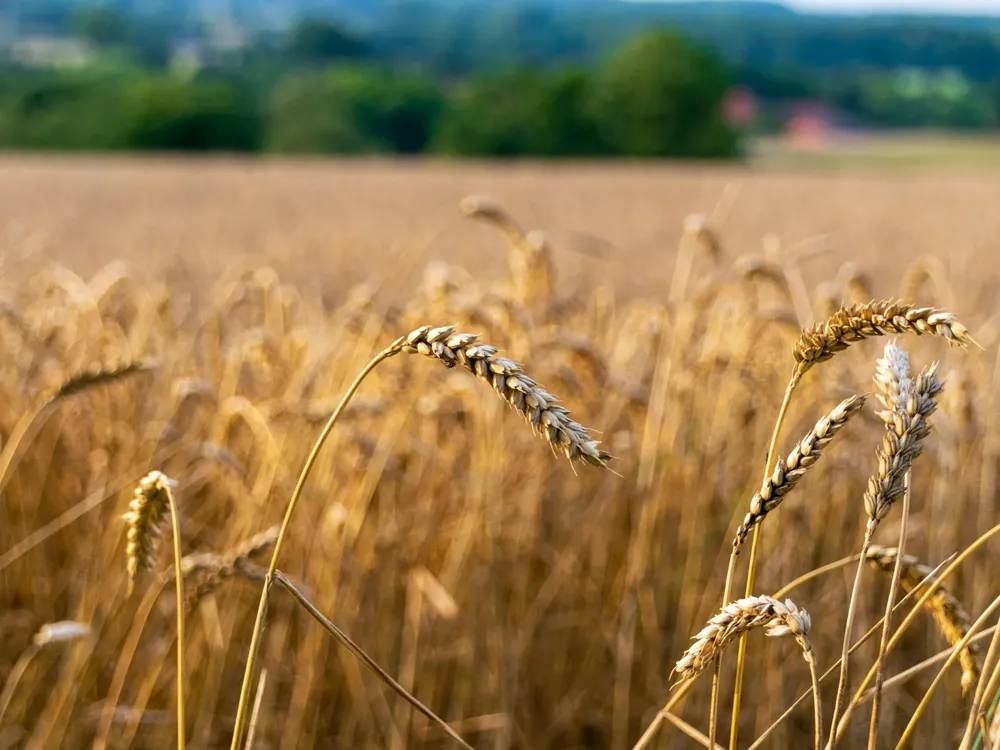 Cami - 2025-12-15T112116.263