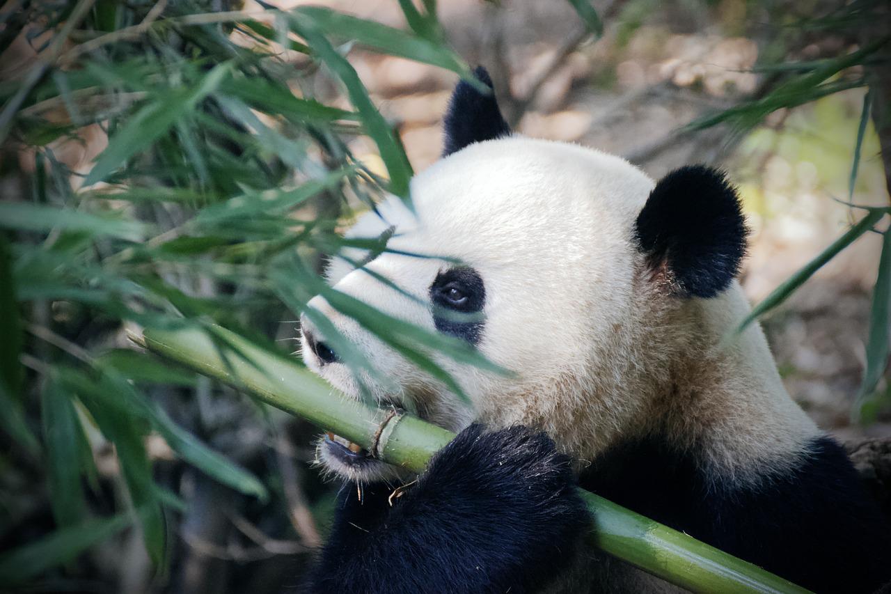 Oso panda - Bambú (Foto: Pixabay)