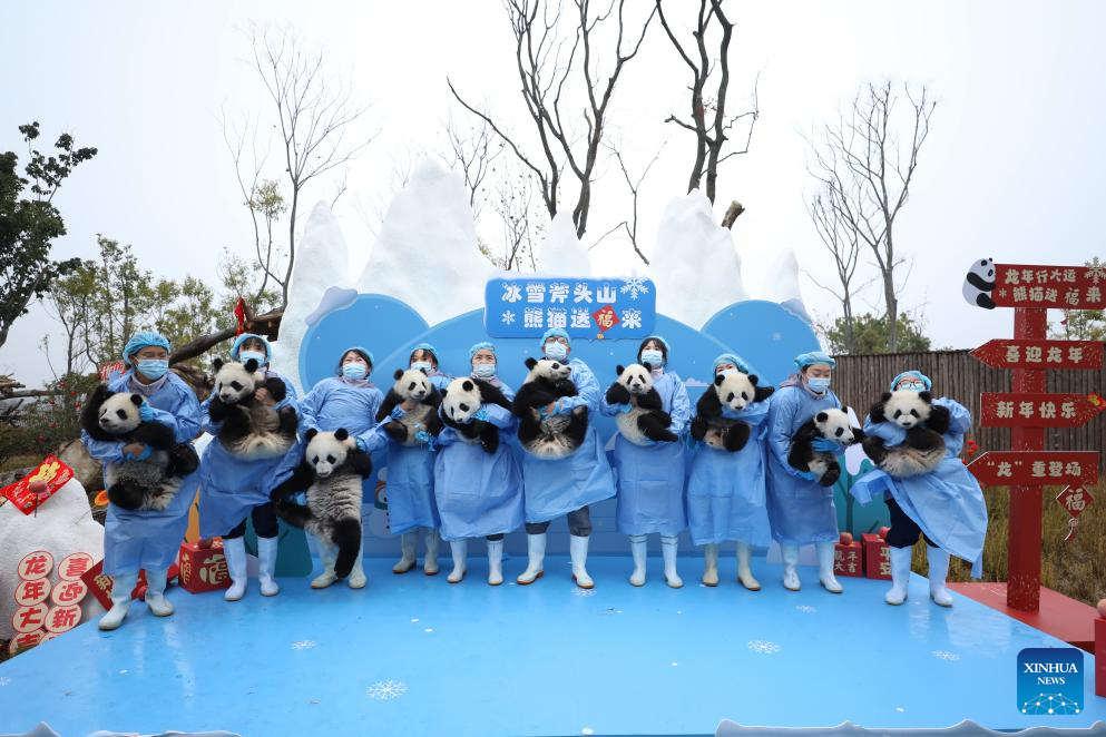 panda (Foto: Xinhua) panda (Foto: Xinhua)
