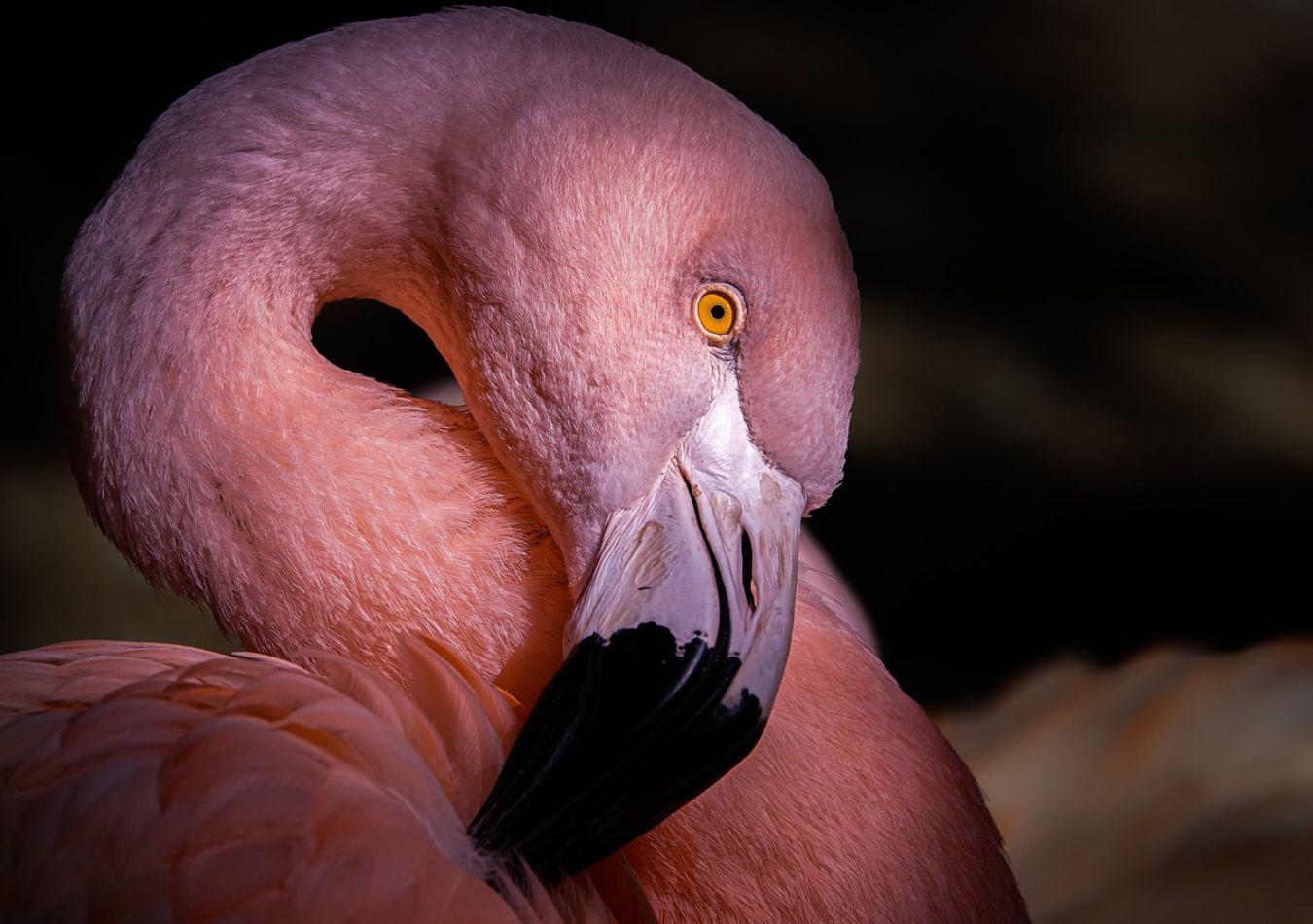 Flamenco - Imagen Ilustrativa (Foto: Pixabay)