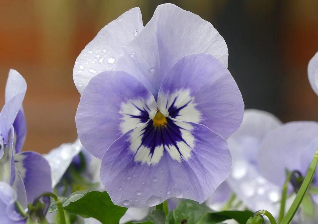 Flores - Imagen ilustrativa (Foto: Pixabay)