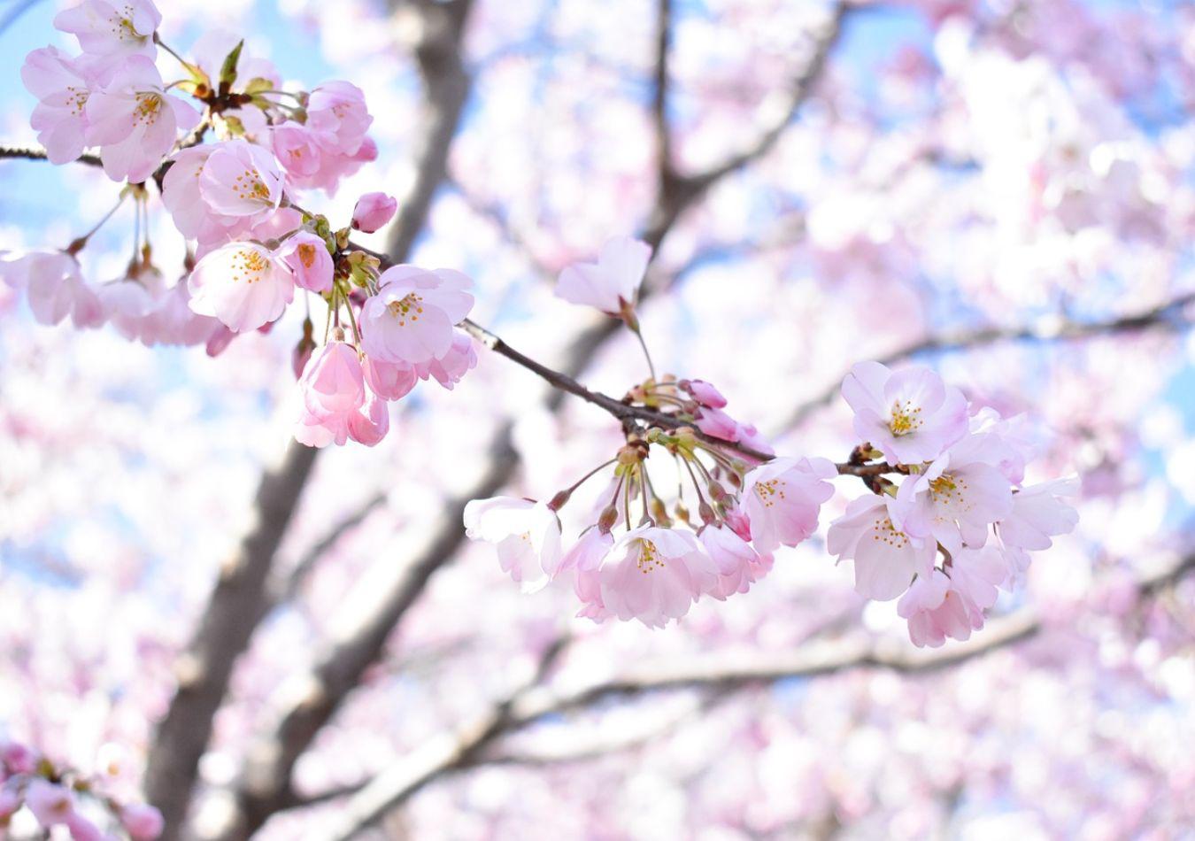 Chunfen - Equinoccio de Primavera (Foto: Pixabay)