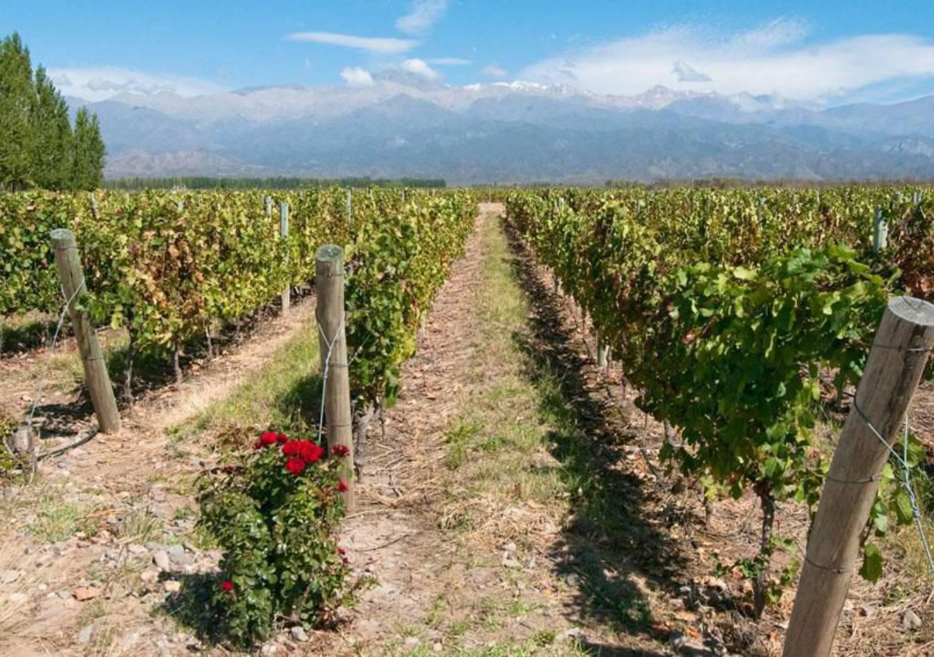 Mendoza. (Foto: Cortesía La Voz)