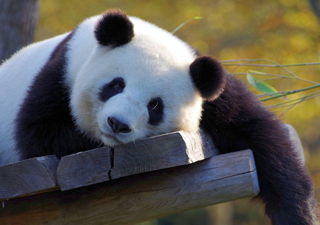 Panga Gigante (Foto: Pixabay)