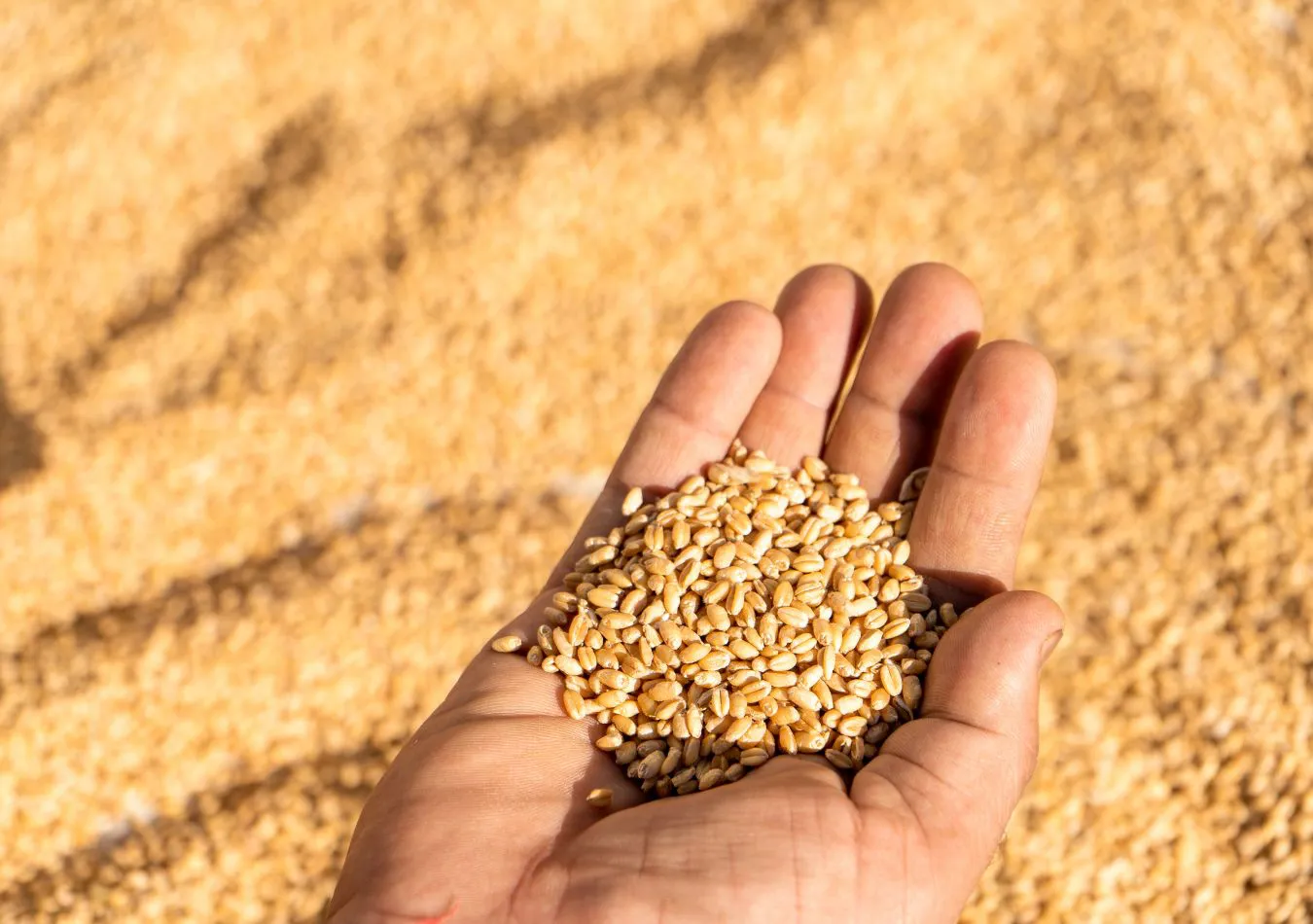 Trigo - Imagen ilustrativa (Foto: Canva)