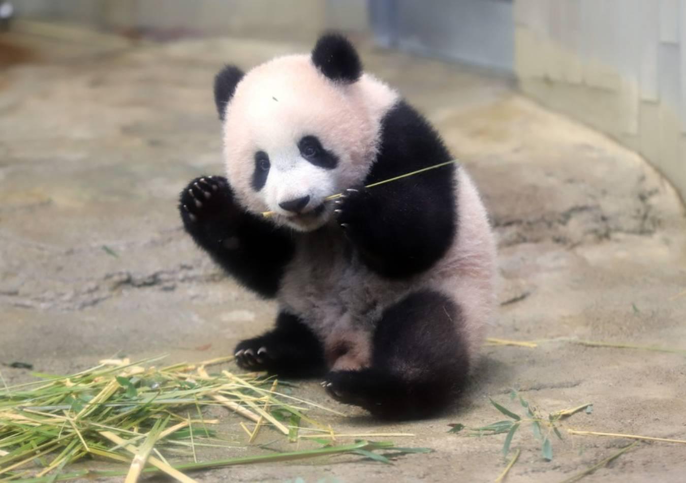 Xiang Xiang at Tokyo's Ueno Zoological Gardens, Japan. (Xinhua)