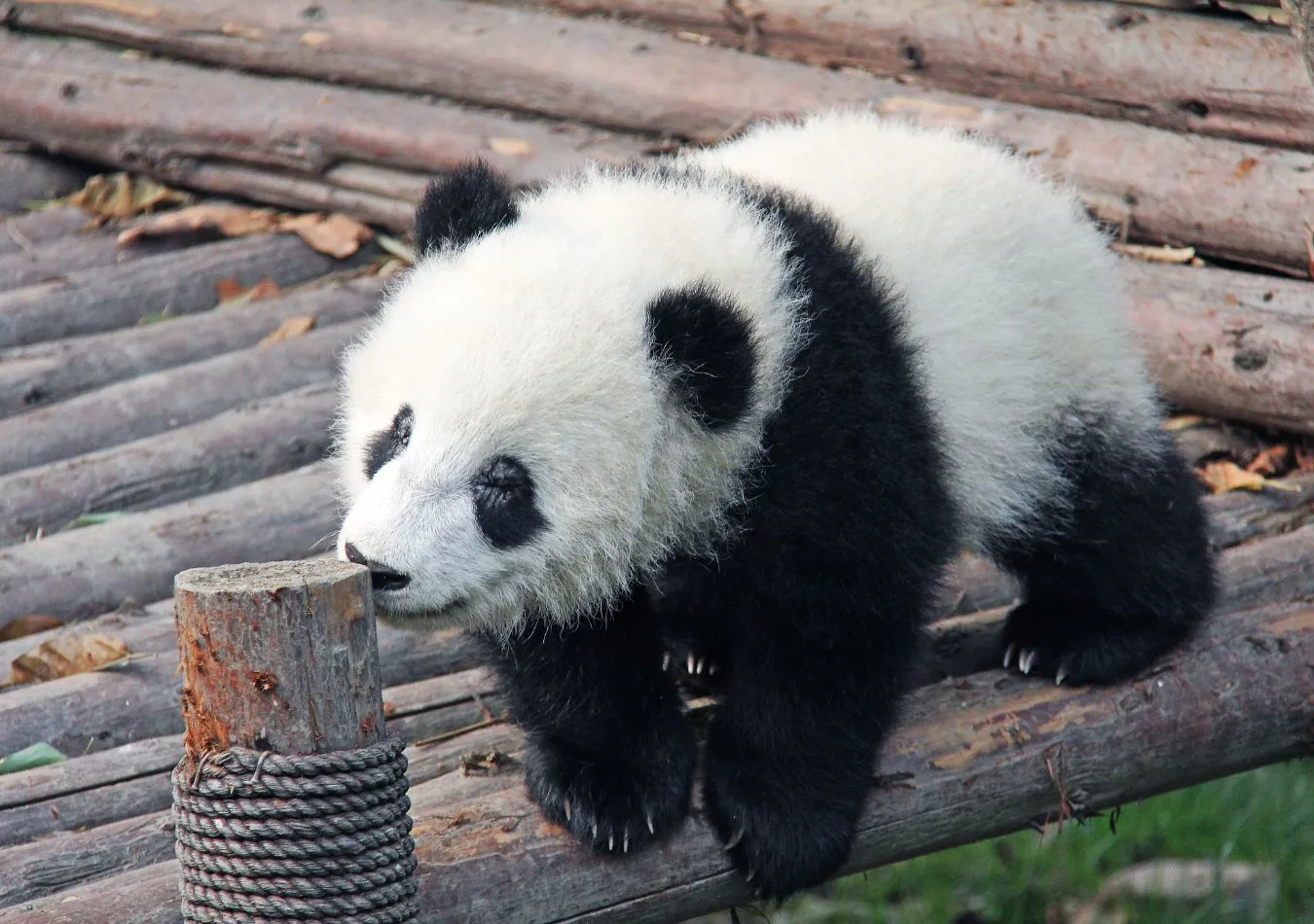 Panda (Foto: Canva)