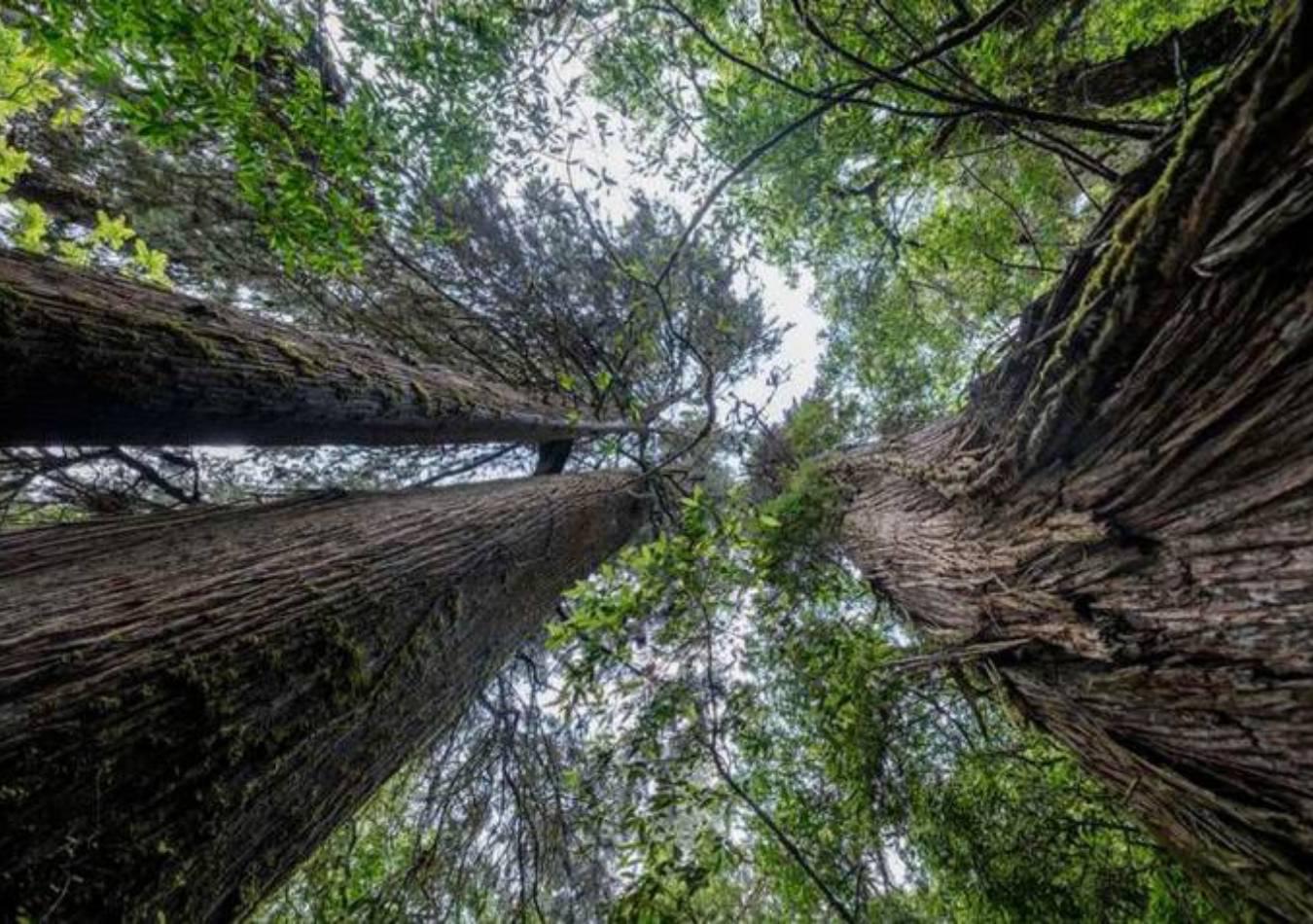 cupressus-tibet-1_8625407_20230814090335 (1)