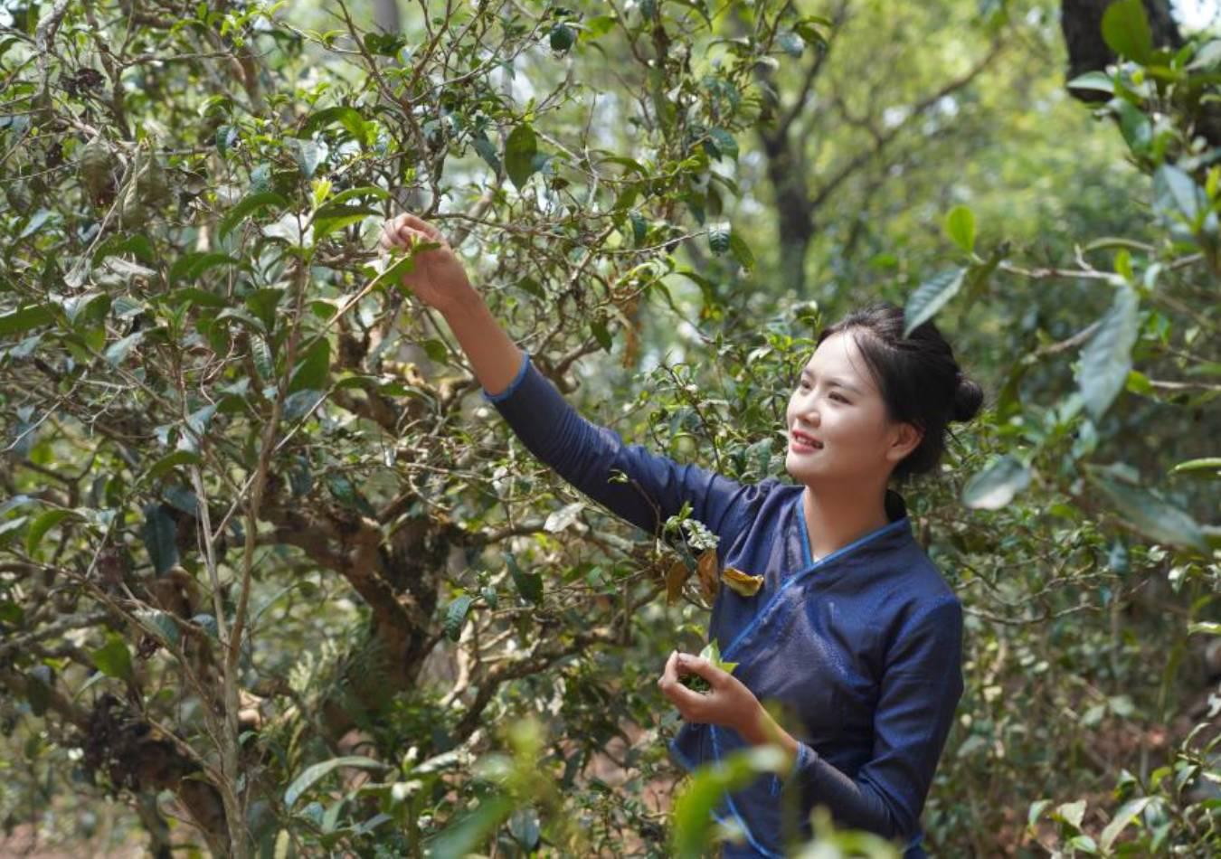 Los bosques de té de Jingmai fueron declarados Patrimonio Mundial por la UNESCO. (Foto: Xinhua)