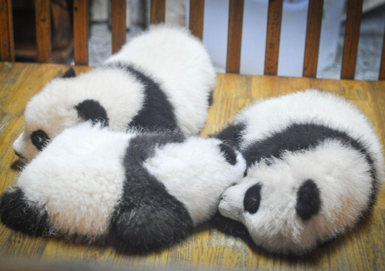 panda cachorros (Foto: Pixabay)