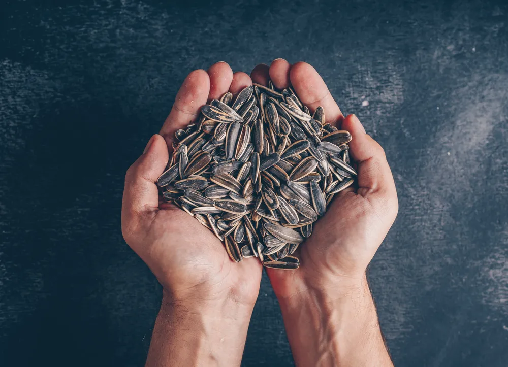 man-holding-black-sunflower-seeds-black-background-top-view