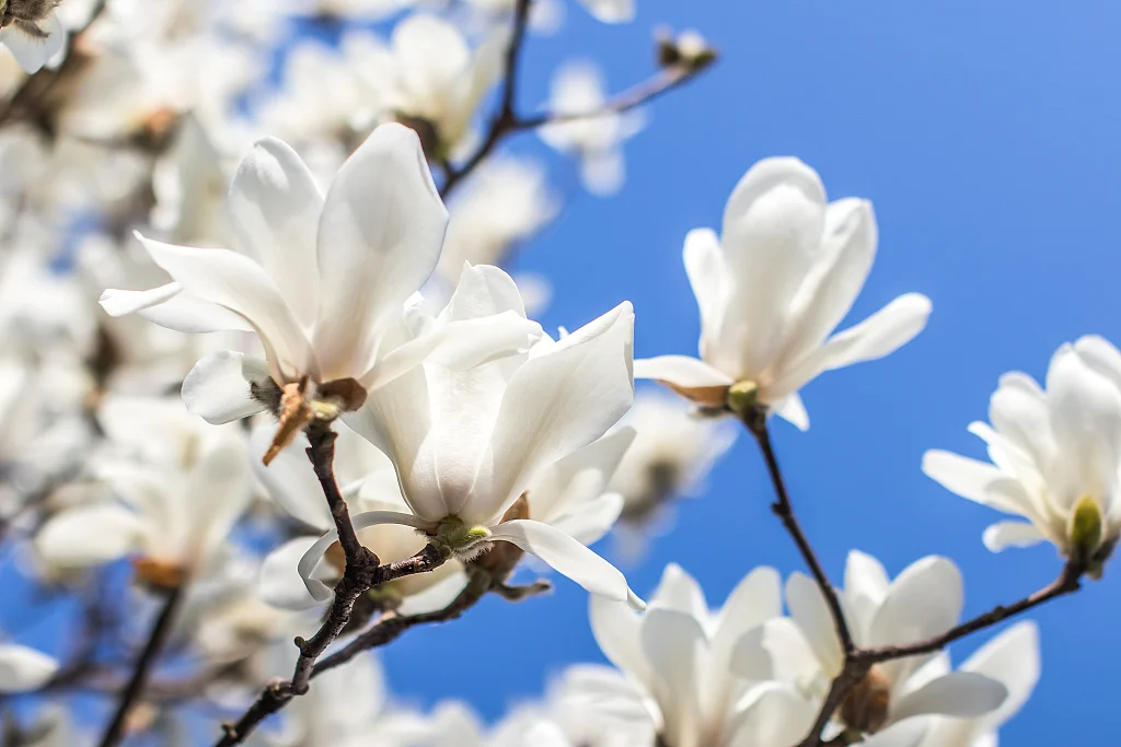 3177a4dcfe5d4c52ae9973978f8b786c