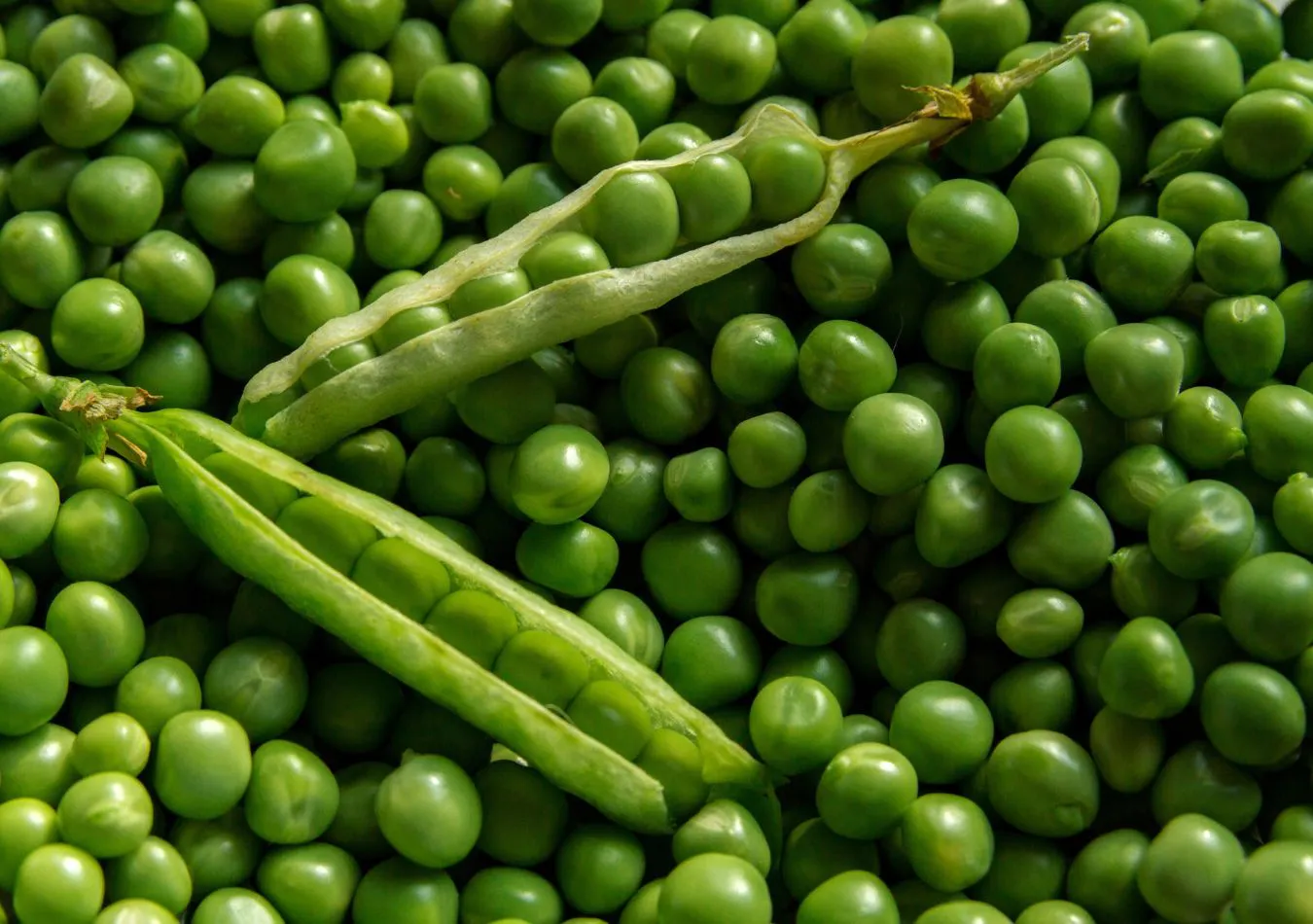 arvejas - imagen ilustrativa (Foto: Canva)