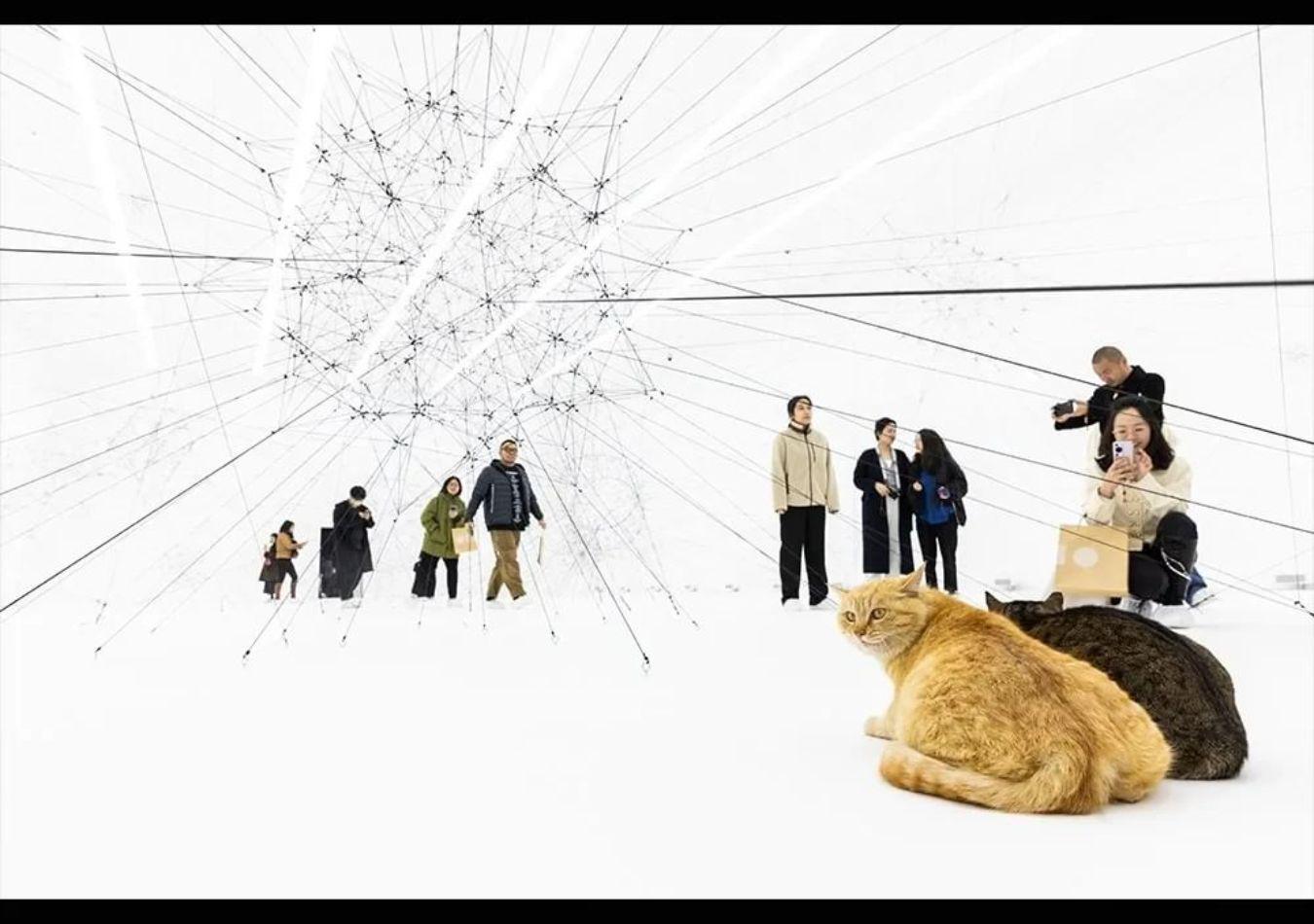 (Foto: Instagram/studiotomassaraceno)