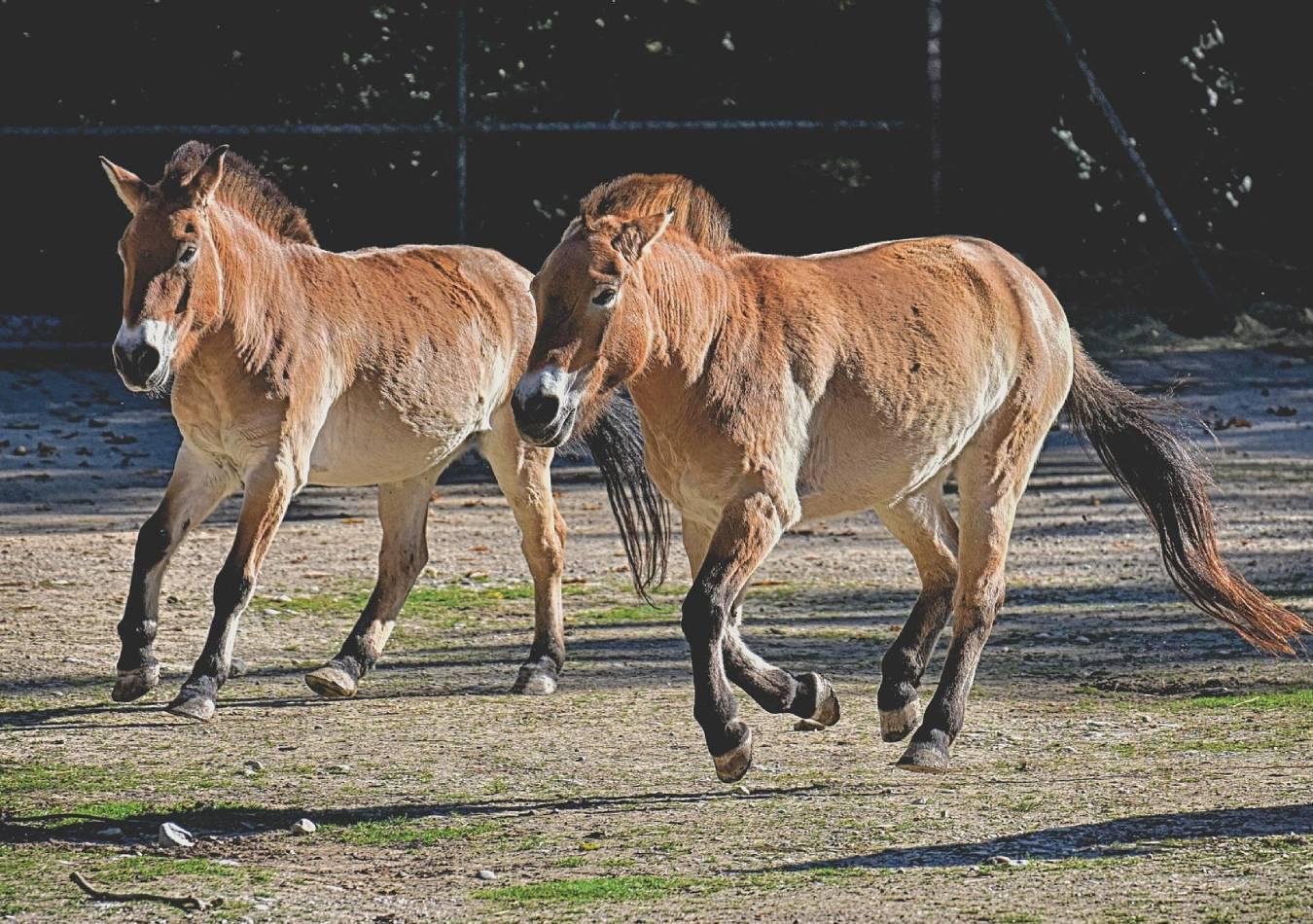 Caballos Przewalski-Foto Pixabay (1)