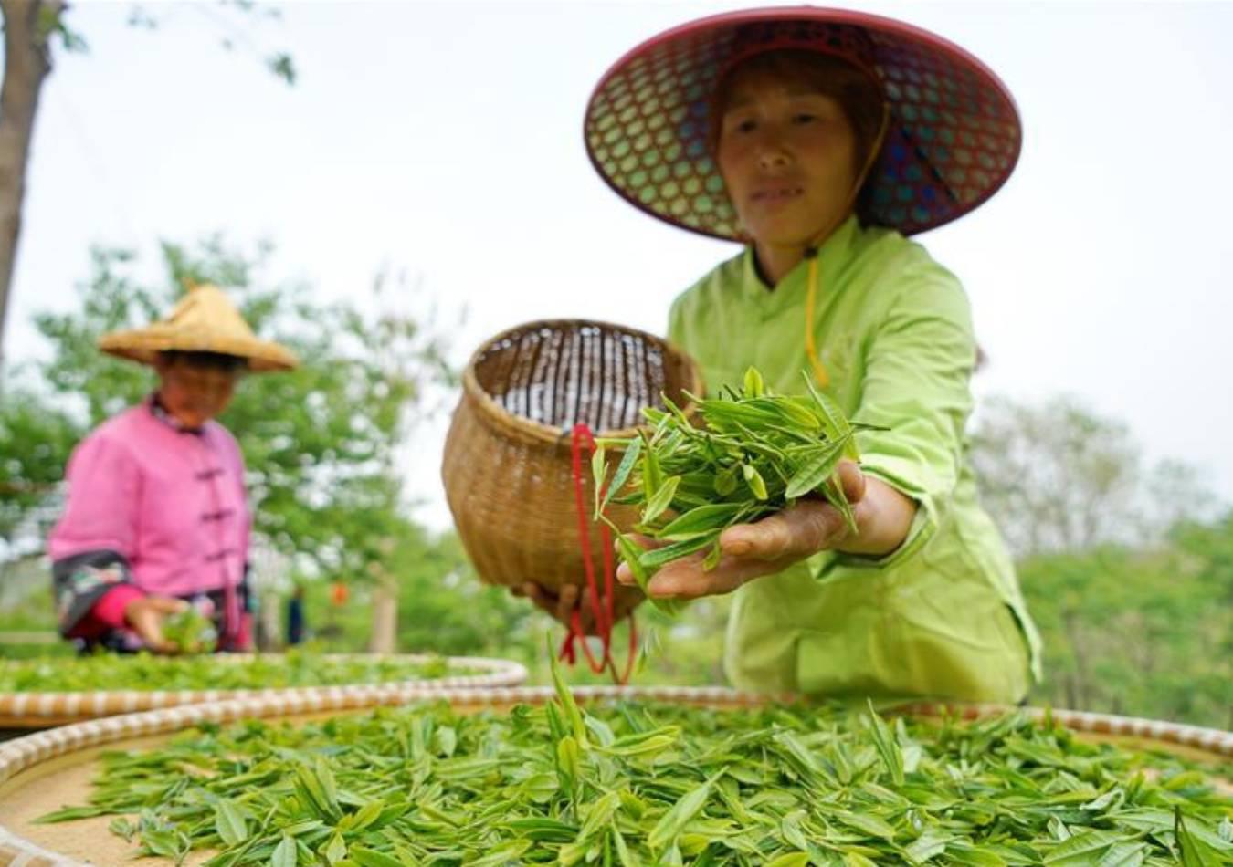 Té (FOto: Xinhua)