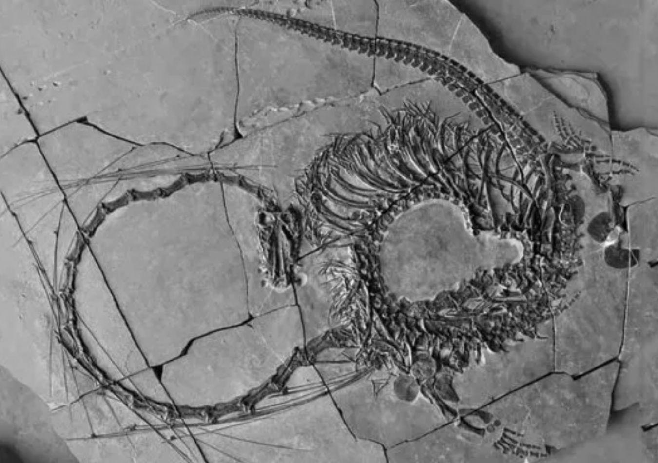 Un fósil de un "dragón chino". (Foto: Télam)