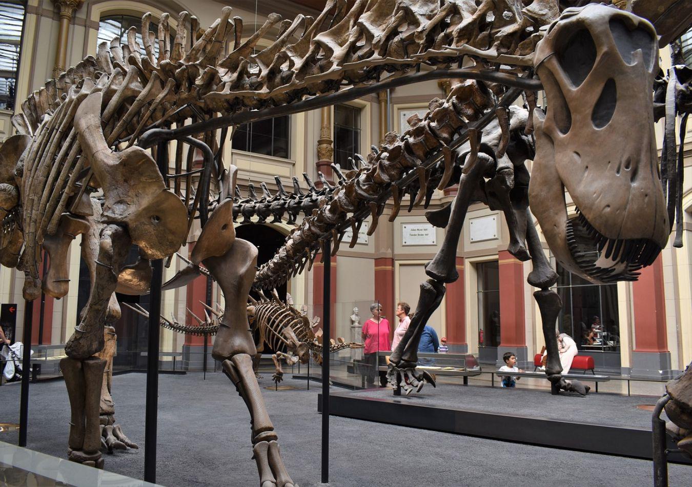 Fósil dinosaurio - Imagen ilustrativa (Foto: Pixabay)