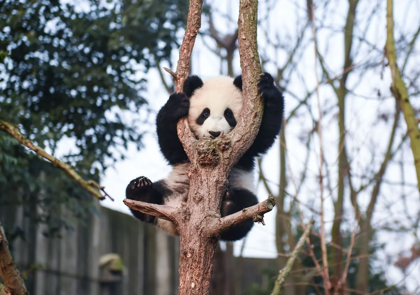 Panda (Foto: Canva)