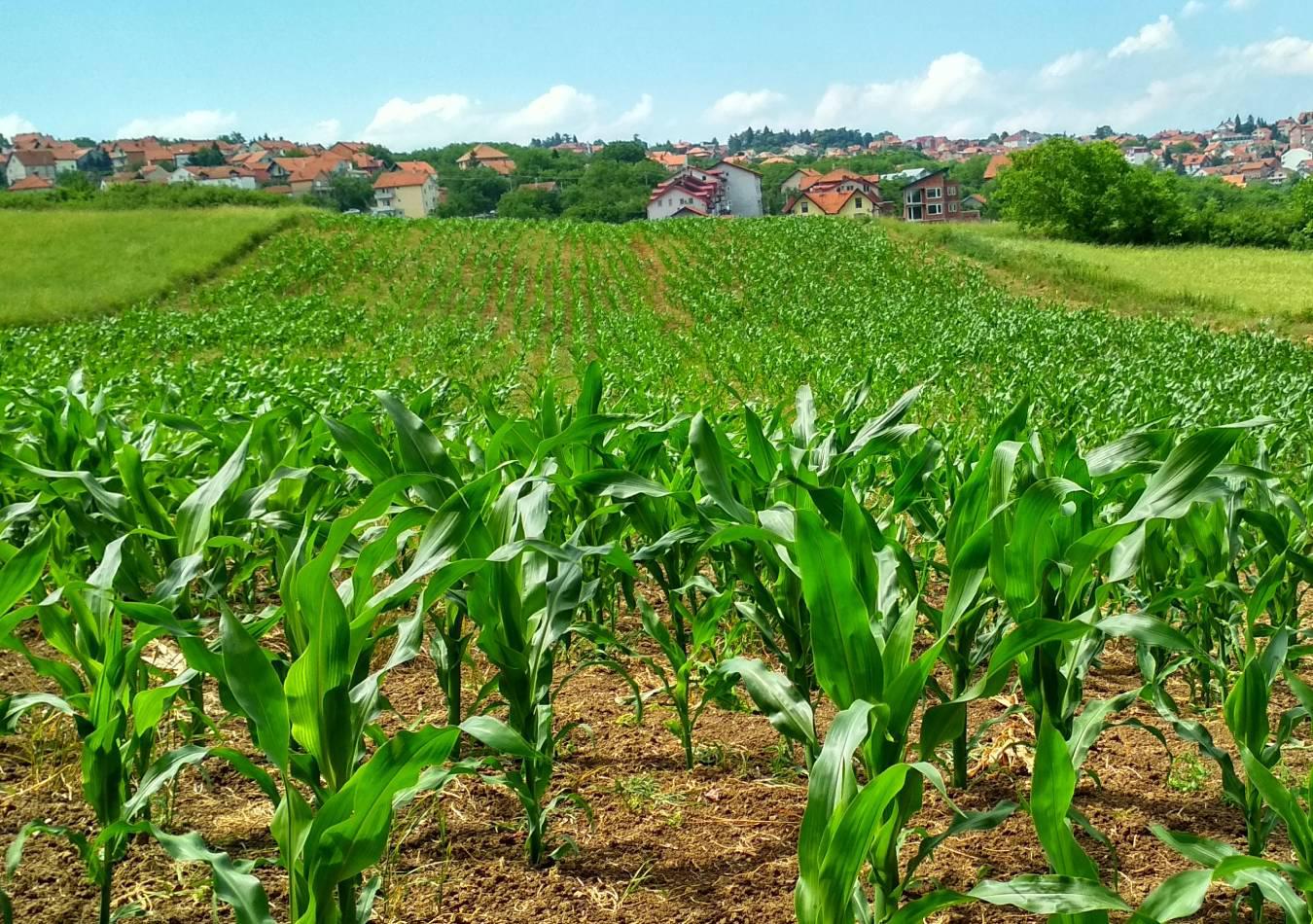 Cultivos. Agro. (Foto: Pexels)