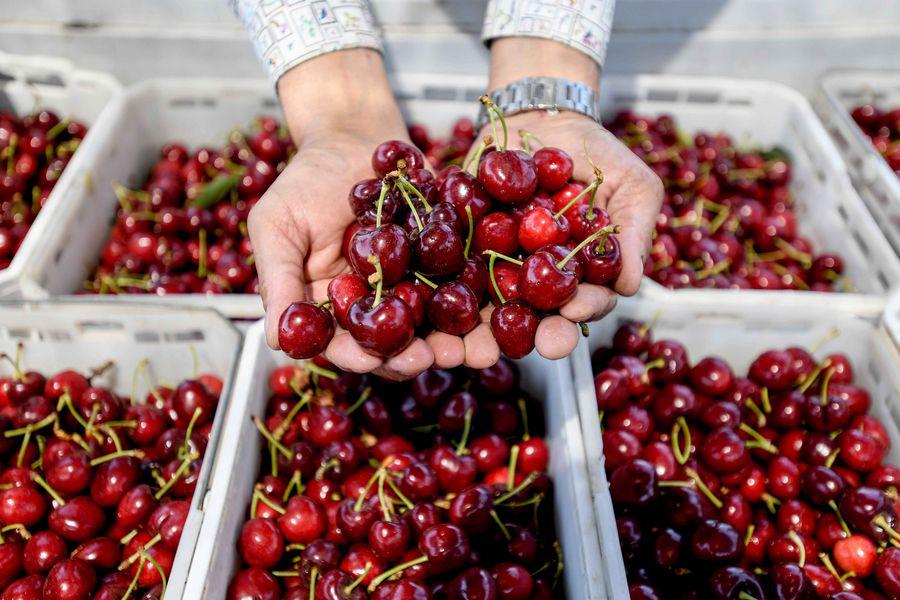Cerezas: Xinhua Jorge Villegas