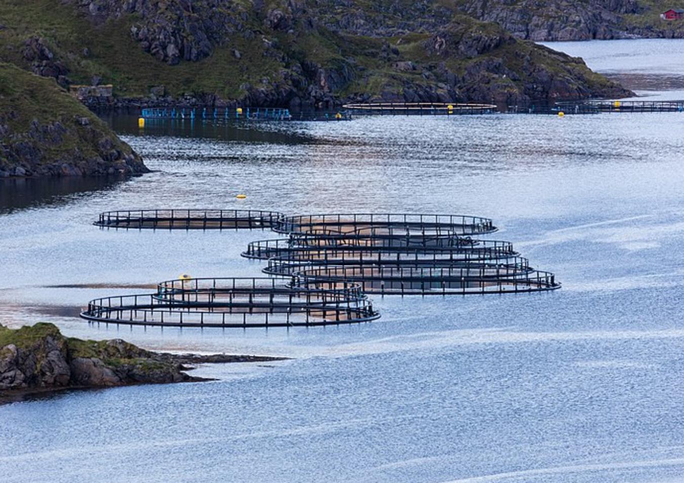 Acuicultura_Wikipedia