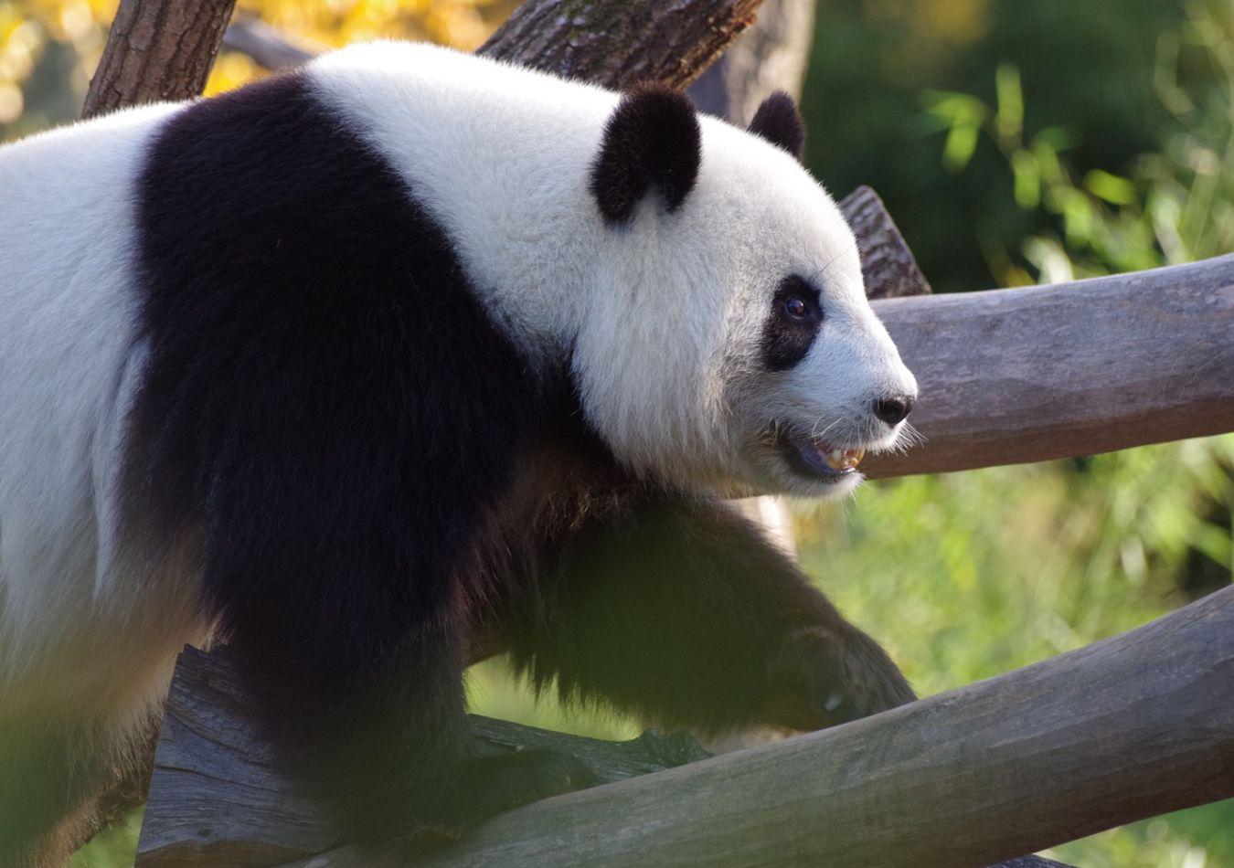 Panda - Imagen Ilustrativa (Foto: Pixabay)